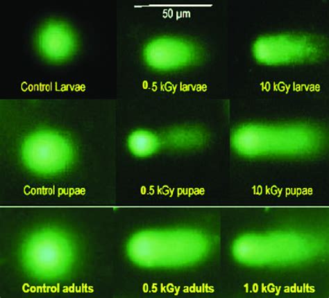 Typical Comets Seen After Single Cell Gel Electrophoresis Of