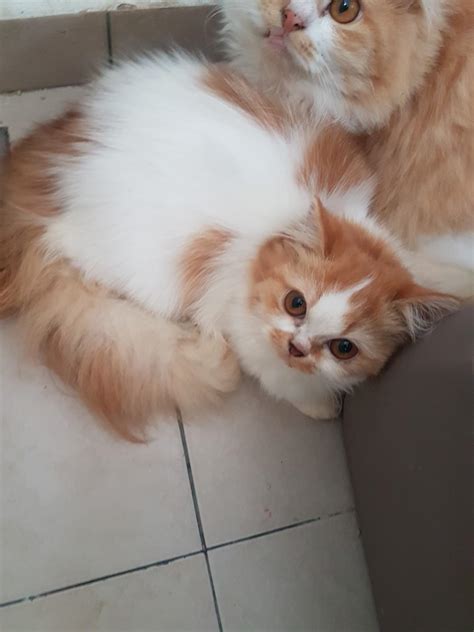 Kucing Dlh Tu Apa