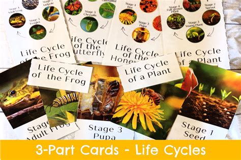 Three Part Cards Life Cycles Frog Butterfly Honey Bee Plant