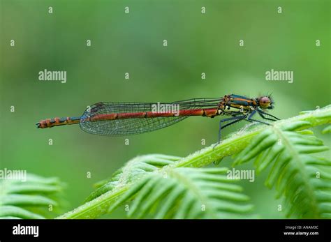 Large Red Damselfly Pyrrhosoma Nymphula Cornwall Stock Photo Alamy