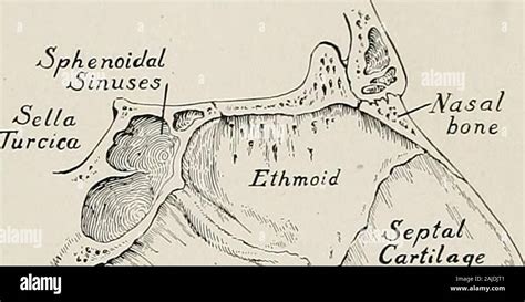 Sphenoidal sinus hi-res stock photography and images - Alamy