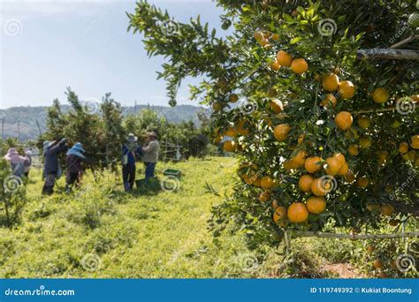 Farmer Harvesting Oranges In An Orange Tree Field Editorial Photography