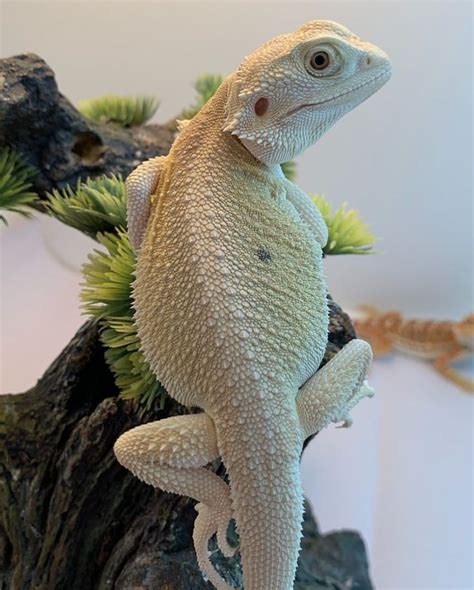 11 Types of Bearded Dragon Morphs | Rettili, Lucertole, Gechi