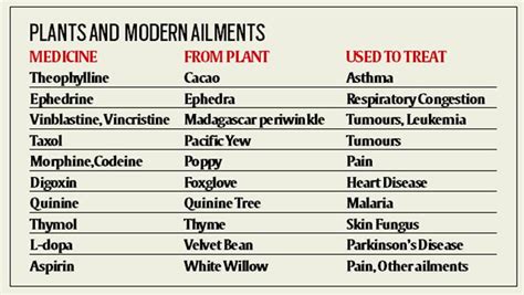 Diet Diary Medicinal Value Of Plants Health News The Indian Express