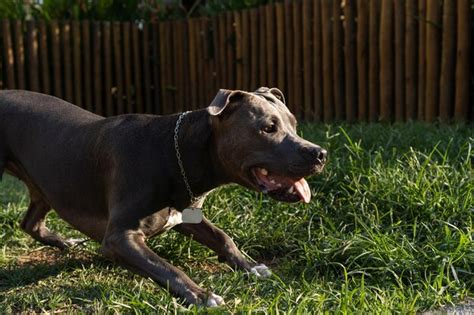 Cachorro Pit Bull De Nariz Azul Brincando E Se Divertindo No Parque Ao