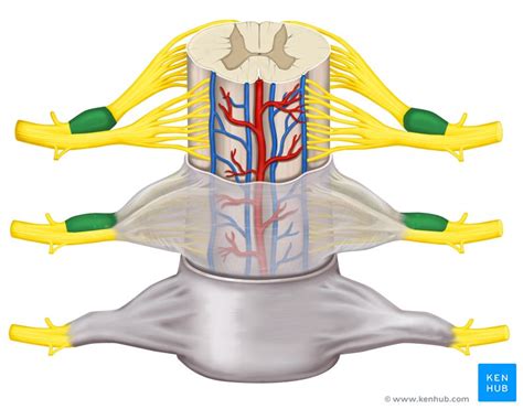 Dorsal root ganglion: anatomy and function | Kenhub