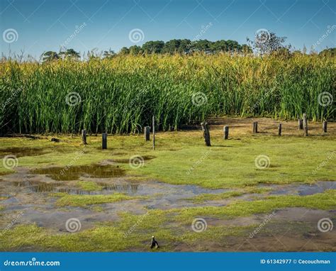 Wetlands And Tall Marsh Grass In The Currituck Sound Stock Image