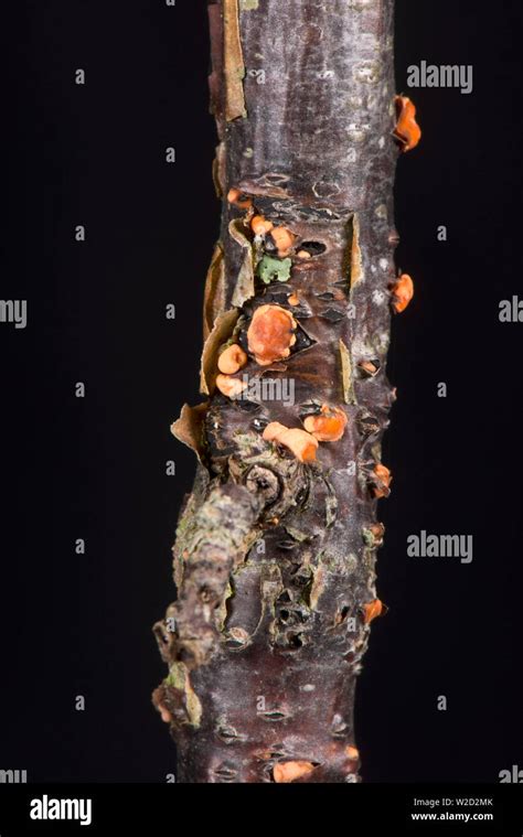 Coral Spot Nectria Cinnabarina A Weak Fungal Parasite Growing