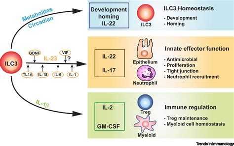 Activation And Suppression Of Group 3 Innate Lymphoid Cells In The Gut