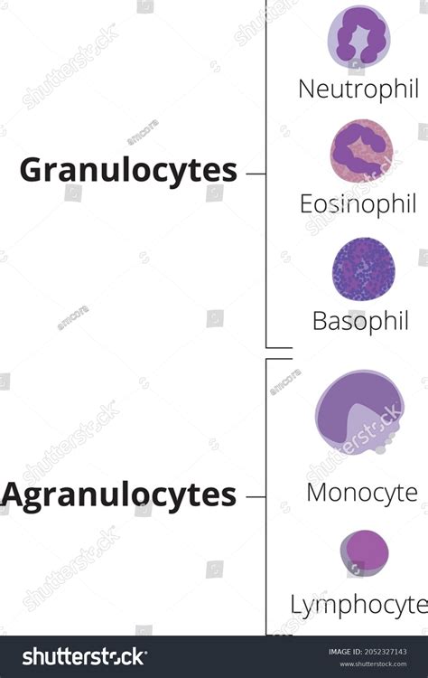 Types White Blood Cells Granulocytes Agranulocytes Stok Vektör ...