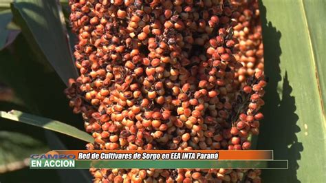 Red de Cultivares de Sorgo INTA Paraná Gabriela Diáz YouTube