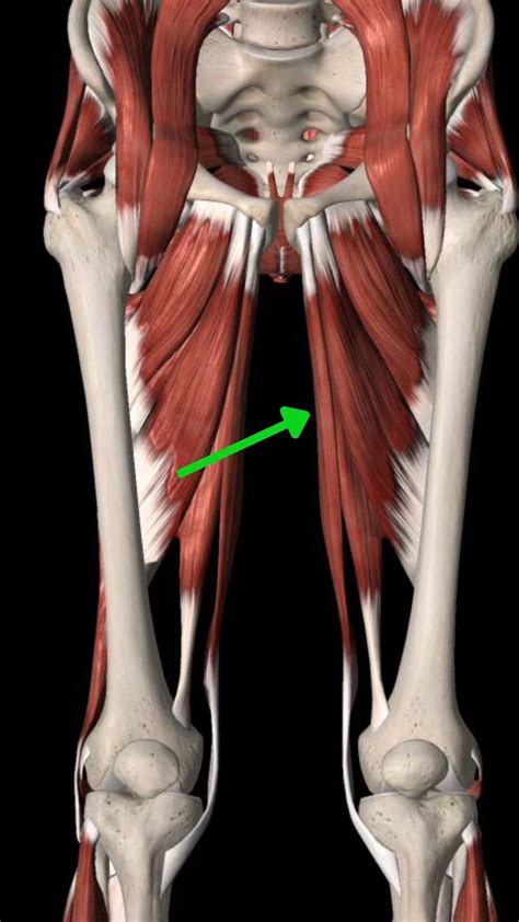 Physical Therapy for Hip Adductor Strain - The Game Plan Physical Therapy