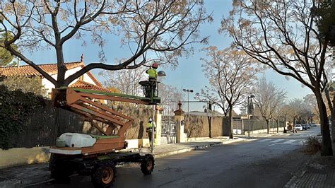 Valldoreix enceta la campanya anual de poda de l arbrat urbà