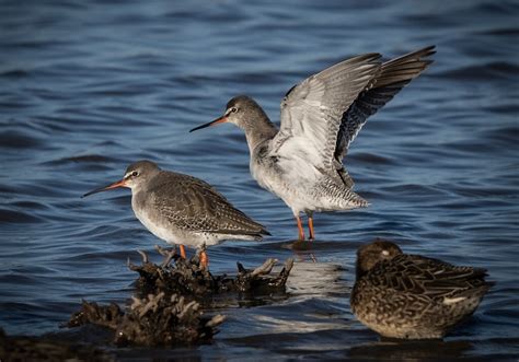 Spotted Redshank - Owen Deutsch Photography