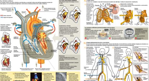 Estenosis A Rtica S Ntomas Diagn Stico Y Tratamiento Cl Nica