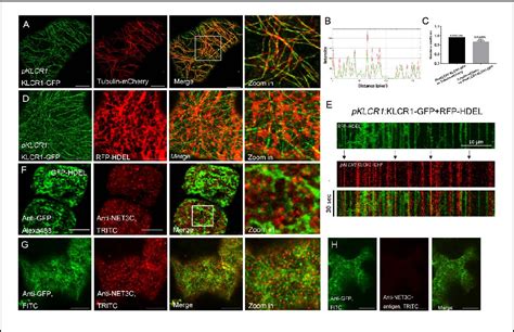 Figure From A Novel Plant Actin Microtubule Bridging Complex