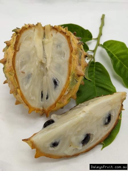 Buy Sputnik Rollinia Grafted Fruit Trees (Annona mucosa)