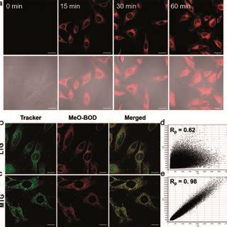 A Confocal Laser Scanning Microscopy Images Of Hela Cells Incubated