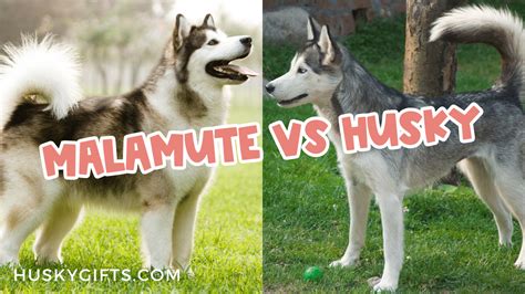 Alaskan Malamute vs Siberian Husky: Which Dog Is Better?