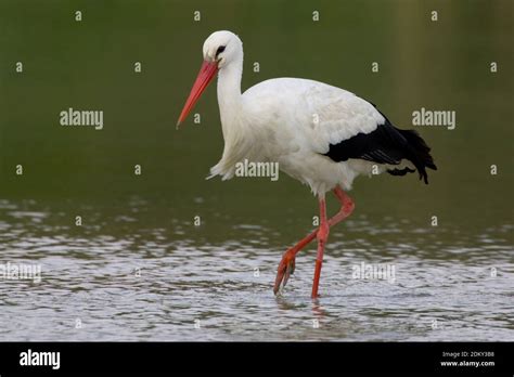 White Stork Walking In Water Ooievaar Lopend Door Water Stock Photo