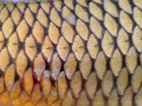 Free picture: fish, scales