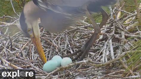 Great Blue Heron Nest Eggs