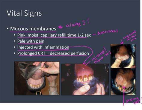 12 Digestive Lecture Equine Colic Examination And Treatment