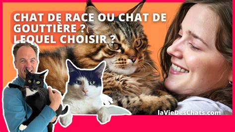 Chat De Race Ou Chat De Goutti Re Lequel Adopter La Vie Des Chats