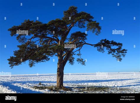 Pine Tree In Winter Stock Photo Alamy