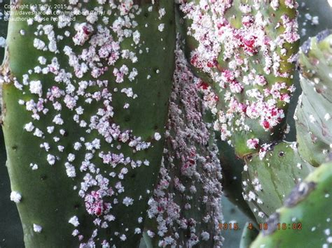 Garden Pests And Diseases Prickly Pear Cactus With Mealybug