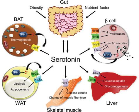 Energy Homeostasis By The Peripheral Serotonergic System Intechopen