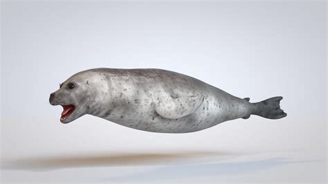 Common Seal - 3D Model by Viverna