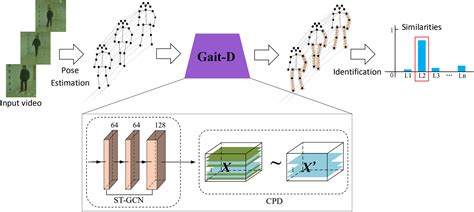 GaitD Skeletonbased Gait Feature Decomposition For Gait Recognition