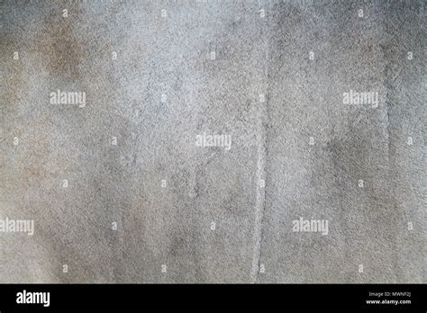 Cow skin texture or background Stock Photo - Alamy