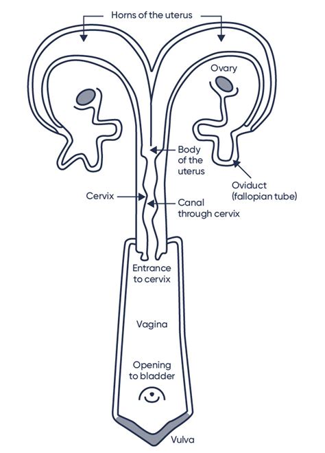 Cattle Anatomy and Physiology – NHIA