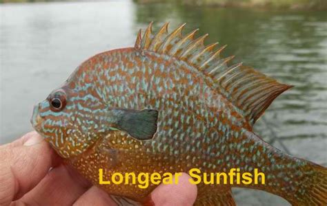 The Identification Of Panfish