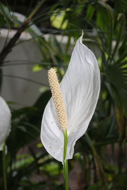 Spathiphyllum Wallisii Regel Bg Madrid Ruud De Block Flickr