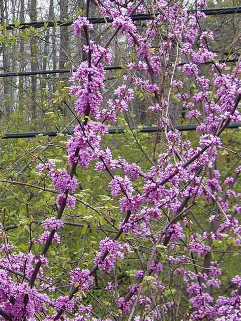 Eastern Redbud Seed Cercis Canadensis Seed