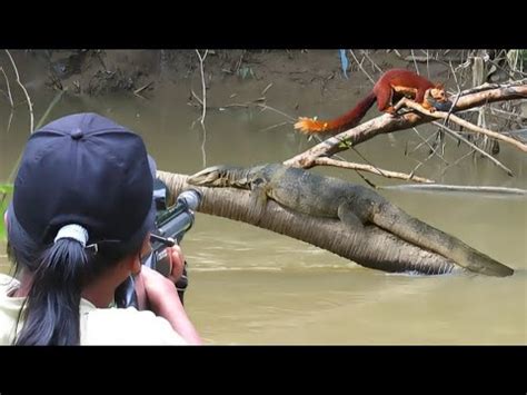 Berburu Biawak Besar Meresahkan Sungai Laranga Tak Tanggung Tanggung