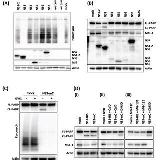 Mnv Ns Protein Induces Translational Shut Off And Apoptosis A And B