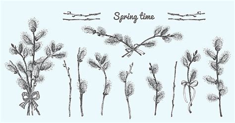 Willow Branches Pussy Tree Easter Easter Plant Bud PNG And Vector With Transparent Background
