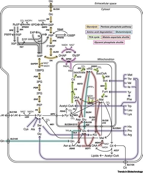 Regulation Of Metabolic Homeostasis In Cell Culture Bioprocesses