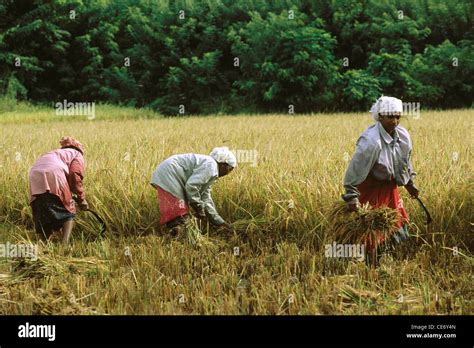 Maa Three Indian Women Harvesting Rice Crop In Fields Kerala