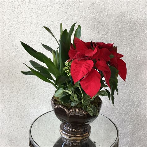 Potted Poinsettia in Glendora, CA | Glendora Florist