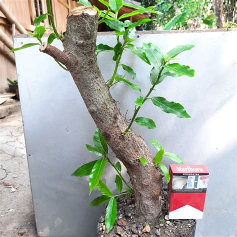 Jual Bahan Bonsai Loa Ficus Racemosa Kertonyono Medot Janji