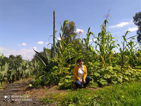 El campo en la Ciudad de México La Jornada del Campo