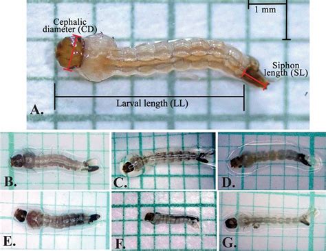 Morphological differences in Aedes aegypti larvae subjected to... | Download Scientific Diagram