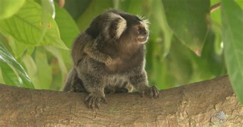 G1 Feira De Santana BA Confirma Uma Morte De Macaco Por Febre