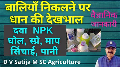 Baliyan Nikalne Par Dhan Ki Management Dawa Spray Npk Ghol