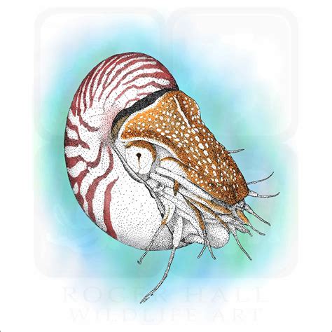 Chambered Nautilus - Signed Fine Art Print - inkart